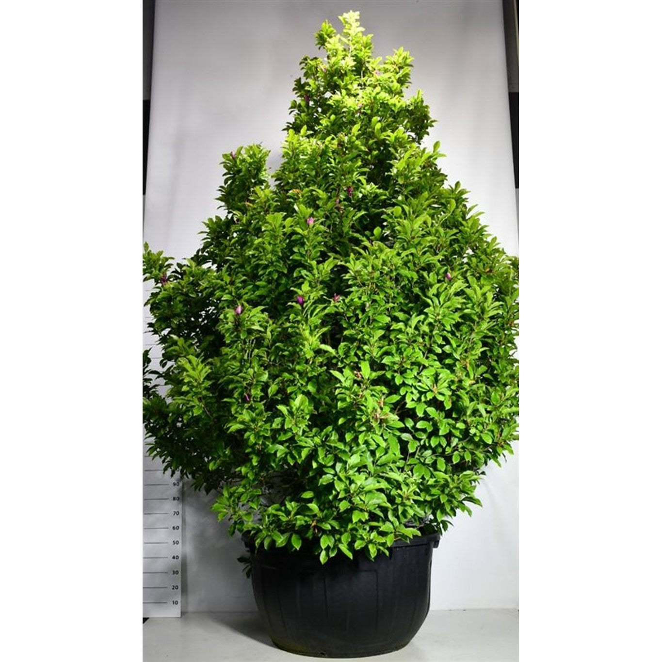 Magnolia – Magnolia 'Susan' - C500 350-400 cm. Sol